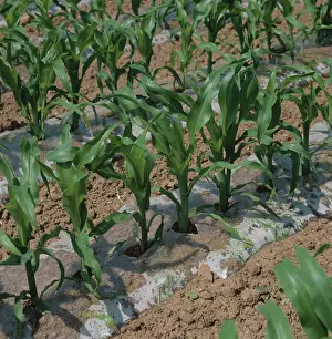 Reduce: Maize crop with plastic soil liner