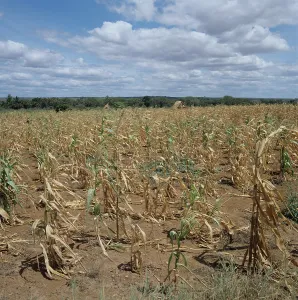 Maize: Maize crop after severe drought, Tanzania