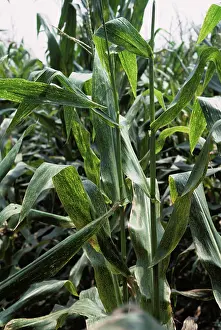 Eyespot: Maize eyespot