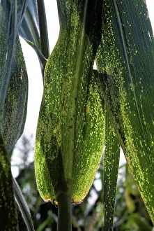 Eyespot: Maize eyespot