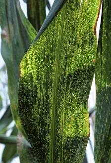 Eyespot: Maize eyespot