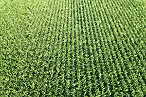 Stuttgart: Maize field Maize field drone shot in Stuttgart