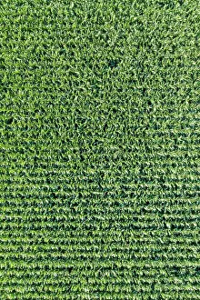 Orthographic: Maize field Maize field drone shot in Stuttgart