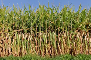 Niederrhein: Maize field (Zea mays), Kempen, NRW, Germany, Europe