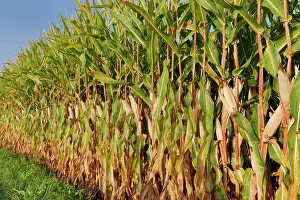 Maize: Maize field (Zea mays), Kempen, NRW, Germany, Europe