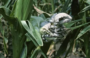 Dying: Maize Smuts (Ustilago maydis) on ears of corn