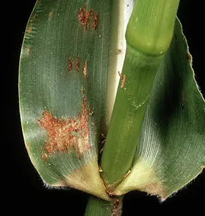 Maize: Maize or sorghum rust
