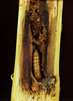 Fusca: Maize stem borer pupa