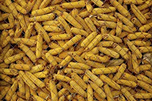 Sweetcorn: Maize in storage