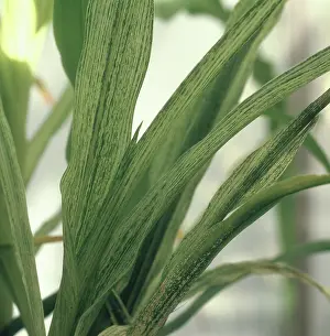 Chlorosis: Maize streak virus