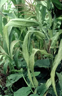 Chlorosis: Maize streak virus