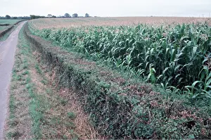 Roadside: MAIZE / SWEETCORN - crop in field with tight trimmed hedge