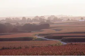 Maize: MAIZE / SWEETCORN - field landscape