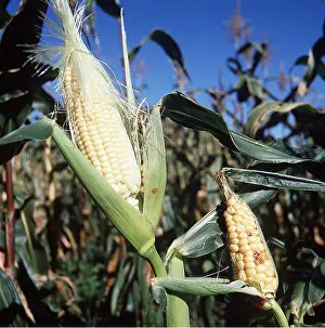 Sweetcorn: MAIZE / SWEETCORN - growing in field, showing developing