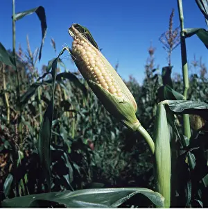 Sweetcorn: MAIZE / SWEETCORN - growing in field, showing husk