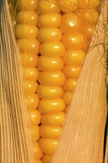 Ochre: Maize