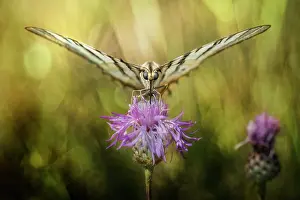Gather: Her Majesty Podalirius - butterfly on a wild flower