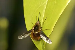 Bombylius: Major Bee-Fly