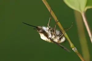 Bombylius: Major Bee-Fly