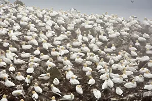 Gannets: Major Gannet Colony at Cape St. Mary's Ecological