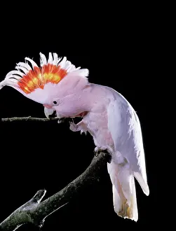 Mitchell: Major Mitchell's Cockatoo