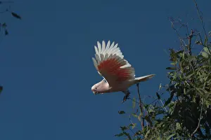 Cockatoos: Major Mitchell's Cockatoo