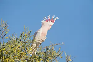Cockatoos: Major Mitchell's Cockatoo