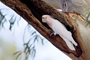 Cockatoos: Major Mitchell's Cockatoo