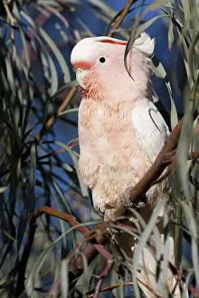 Cockatoos: Major Mitchell's Cockatoo