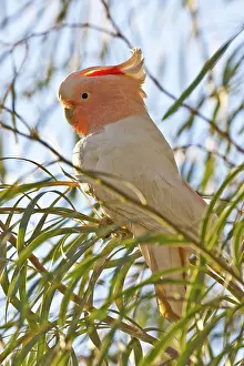 Cockatoos: Major Mitchell's Cockatoo
