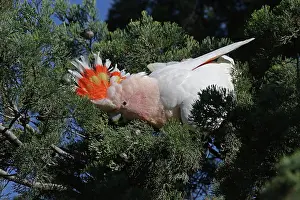 Cockatoo: Major Mitchell's Cockatoo
