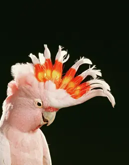 Jean-michel Labat: Major Mitchell's COCKATOO