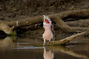 Cockatoo: Major Mitchell's Cockatoo A4215 3