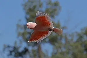 Cockatoo: Major Mitchell's Cockatoo A4498