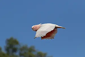Cockatoo: Major Mitchell's Cockatoo A4499