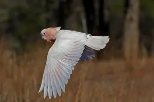 Cockatoo: Major Mitchell's Cockatoo A4516