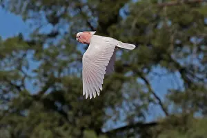 Cockatoo: Major Mitchell's Cockatoo A4533