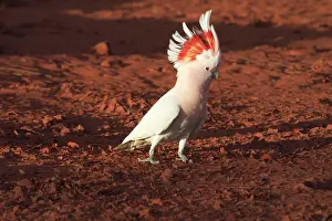 Cockatoos: Major Mitchell's Cockatoo - Approaching a pool