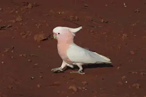 Cockatoos: Major Mitchell's Cockatoo - Approaching pool for