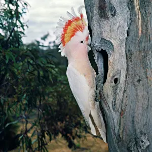 Mitchell: Major Mitchell's Cockatoo - with crest up