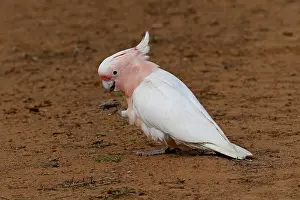 Cockatoos: Major Mitchell's Cockatoo feeding using foot to
