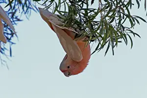 Cockatoo: Major Mitchell's Cockatoo hanging from foliage