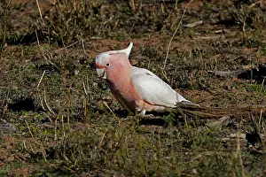 Cockatoos: Major Mitchell's Cockatoo Major Mitchell's Cockatoo