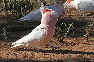 Cockatoos: Major Mitchell's Cockatoo Major Mitchell's Cockatoo