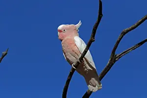 Cockatoos: Major Mitchell's Cockatoo Major Mitchell's Cockatoo