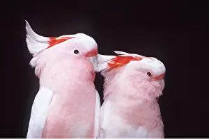 Crests: Major Mitchell's Cockatoo - Pair