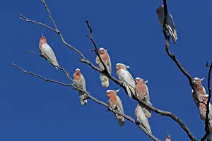 Cockatoos: Major Mitchell's Cockatoos Major Mitchell's Cockatoos