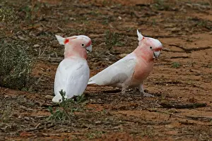 Cockatoos: Major Mitchell's Cockatoos Major Mitchell's Cockatoos
