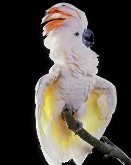 Mitchell: Major Mitchell's / Pink Cockatoo