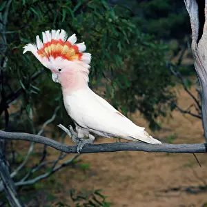 Mitchell: Major Mitchell's Pink Cockatoo - female